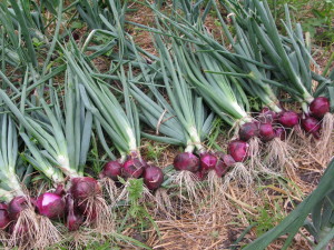 HOW YOUR CHAMA CAN INVEST IN ONION FARMING